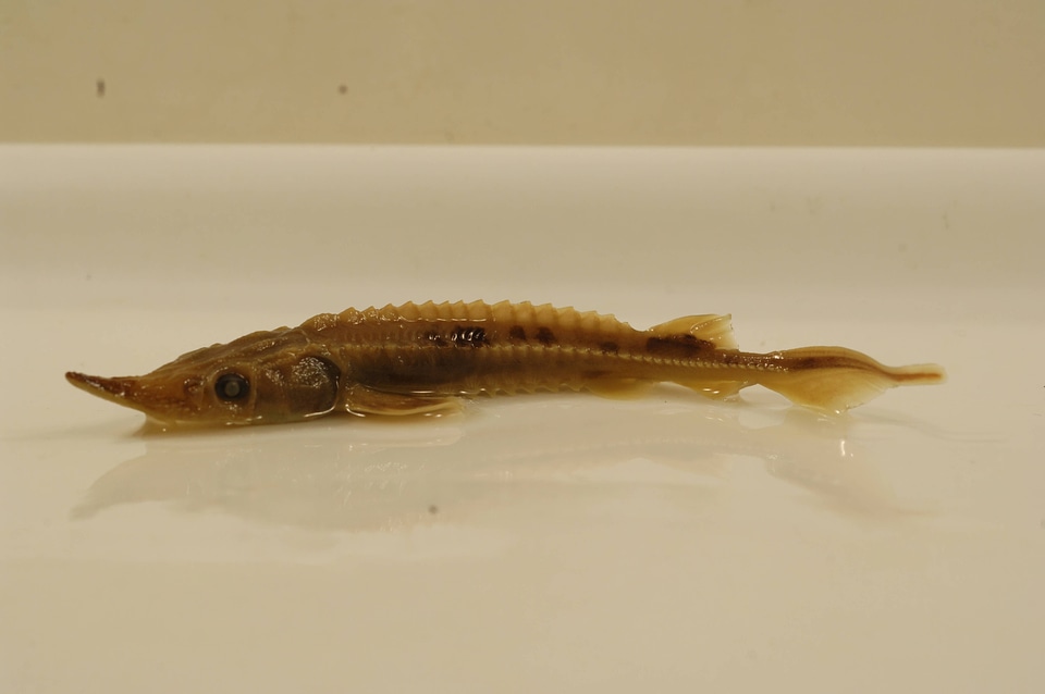 Acipenser oxyrinchus
