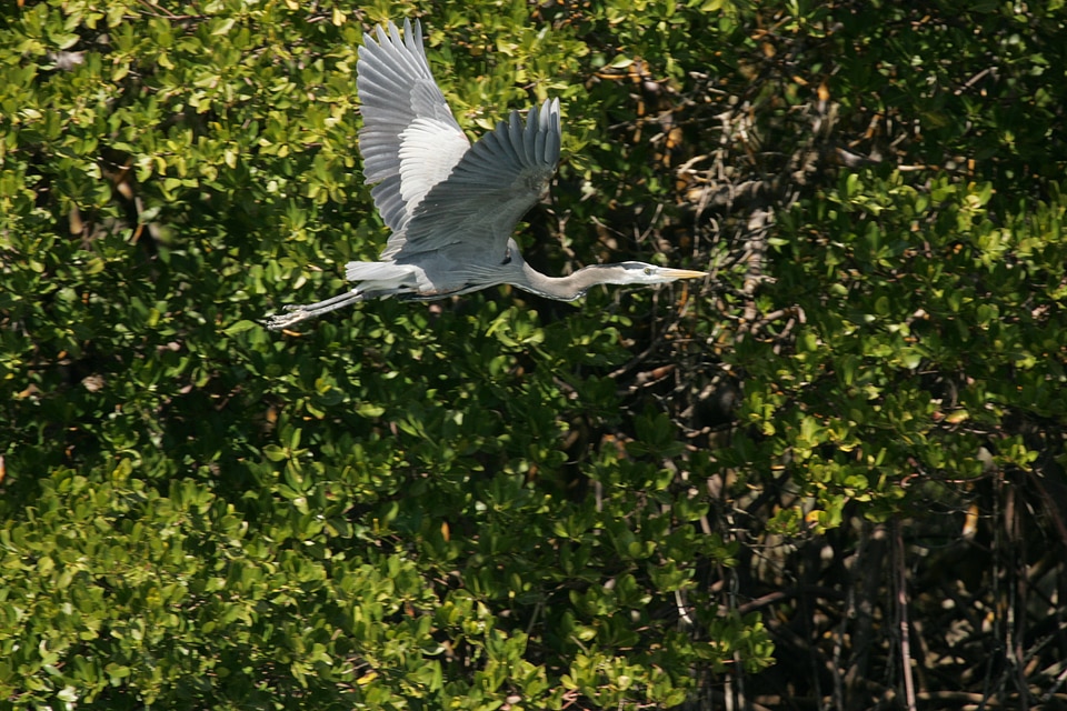 Great Blue Heron-1