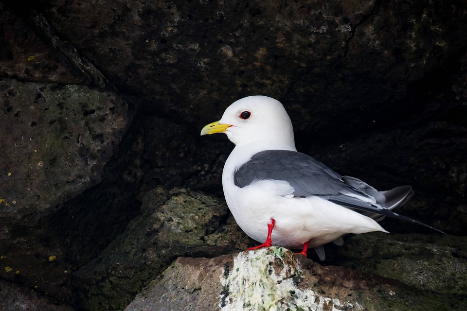 Red-legged kittiwake-1