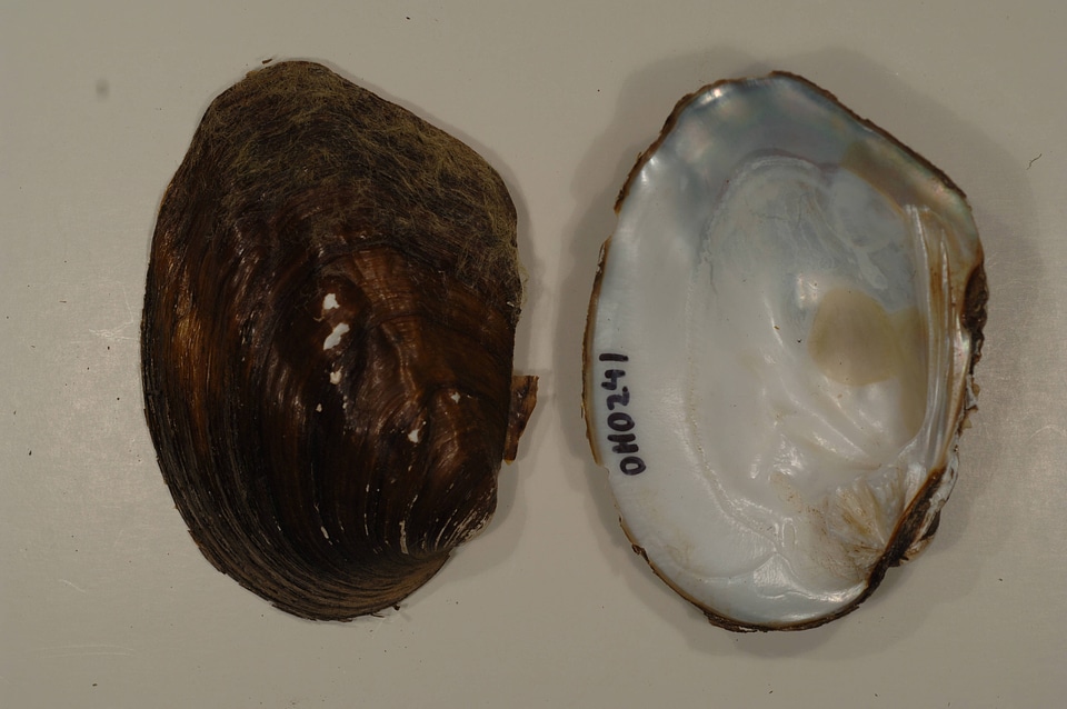 Amblema plicata-1