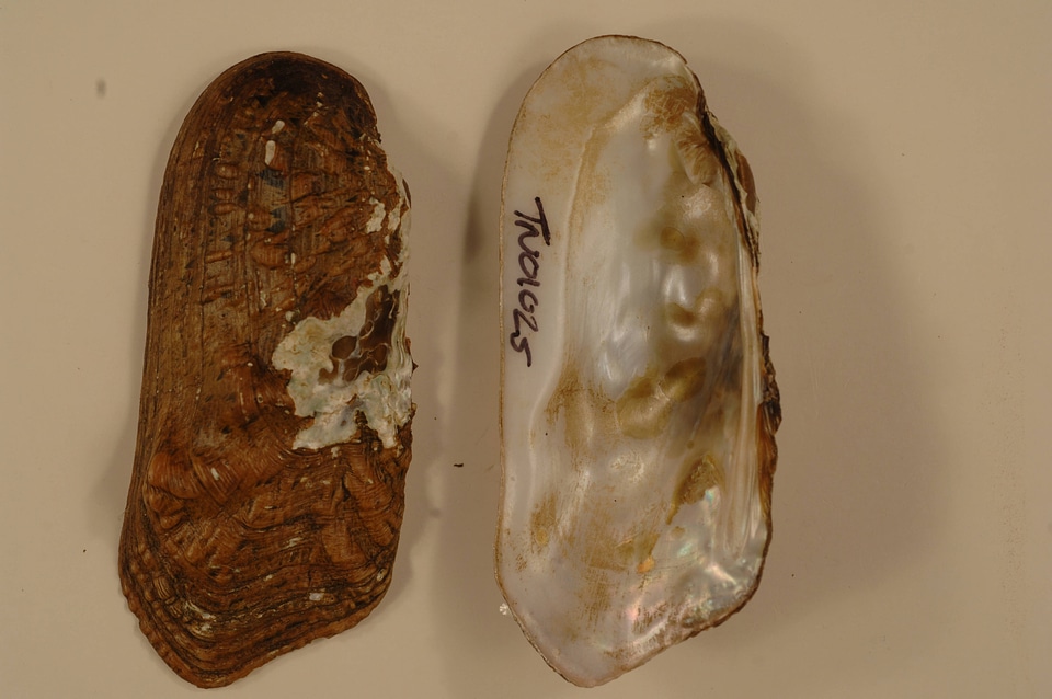 Theliderma cylindrica