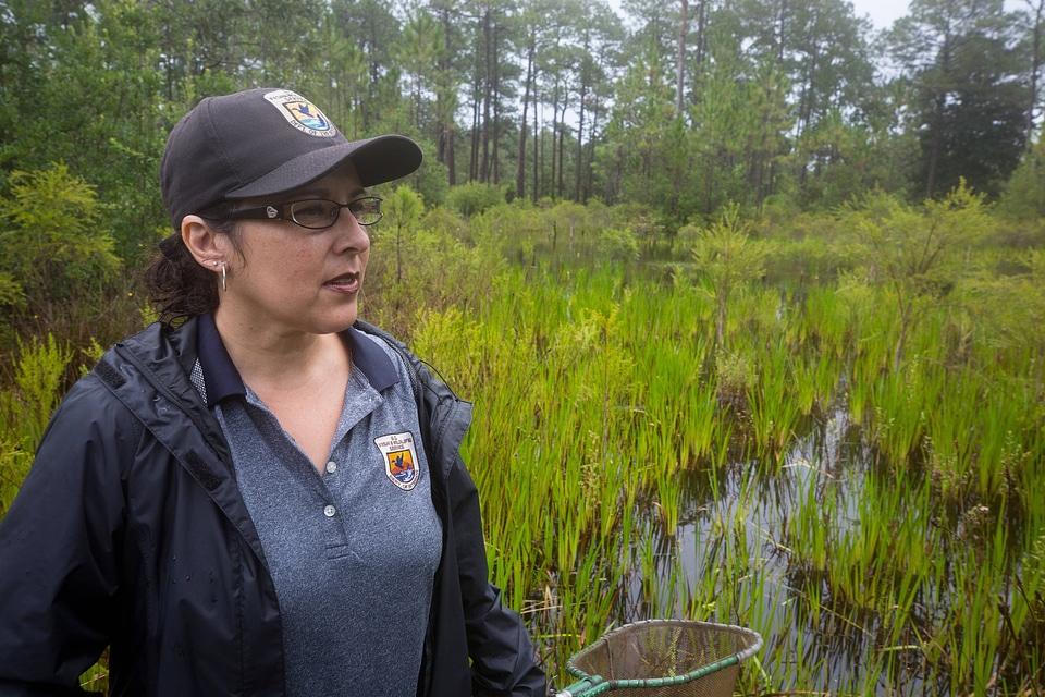 Biologist nets a Panama City crayfish