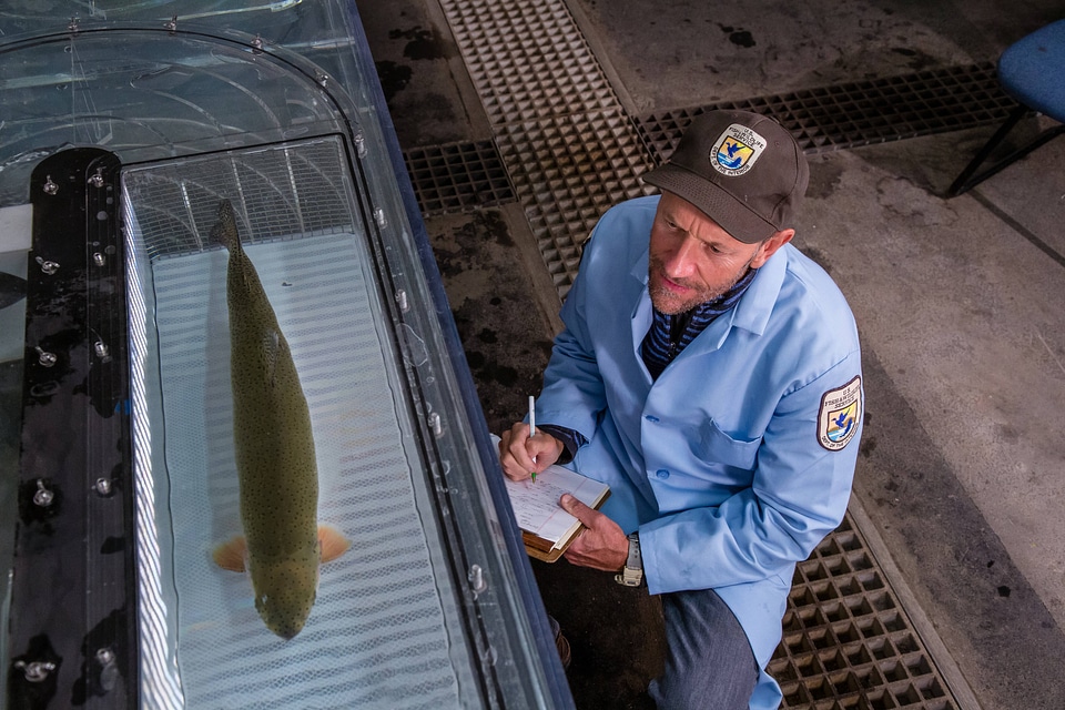 Biologist conducts a swim test on a large Rainbow trout