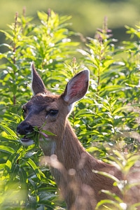 Sitka black-tailed deer photo
