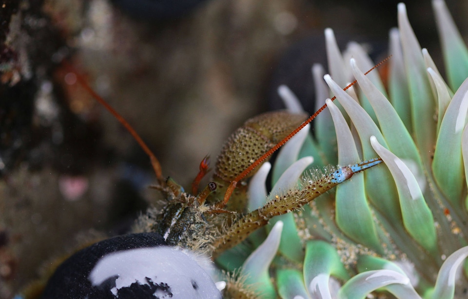 Blue-banded hermit crab 