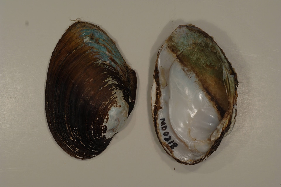 Lampsilis sp.-1
