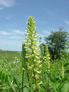 Canada Milkvetch at Neal Smith National Wildlife Refuge