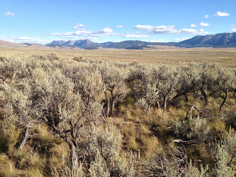 Mature sage brush at Red Rock Lakes National Wildlife Refuge