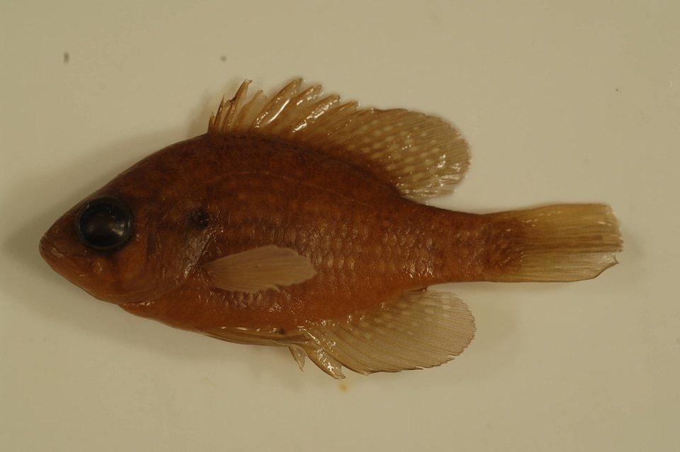 Enneacanthus gloriosus
