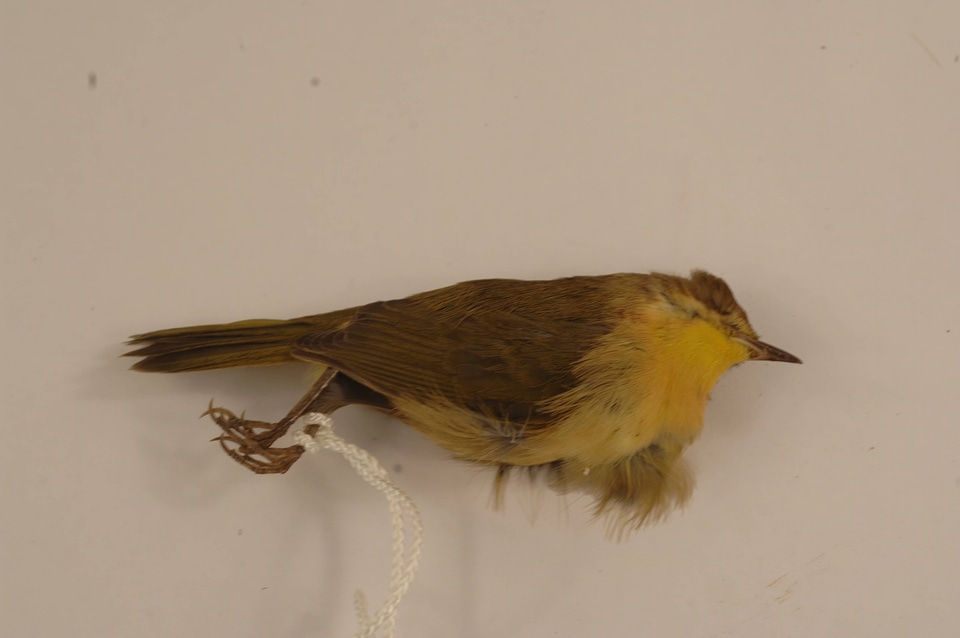 Geophlypis trichas
