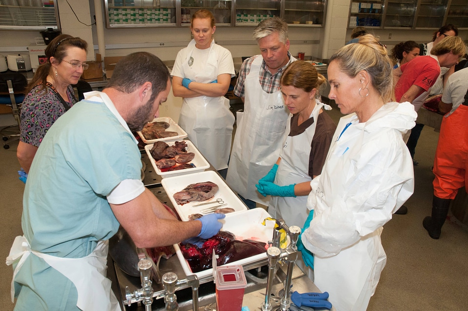 Marine Mammal Stranding Course at NCTC-1