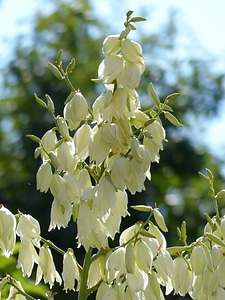 Yucca filamentosa agavaceae lilies photo