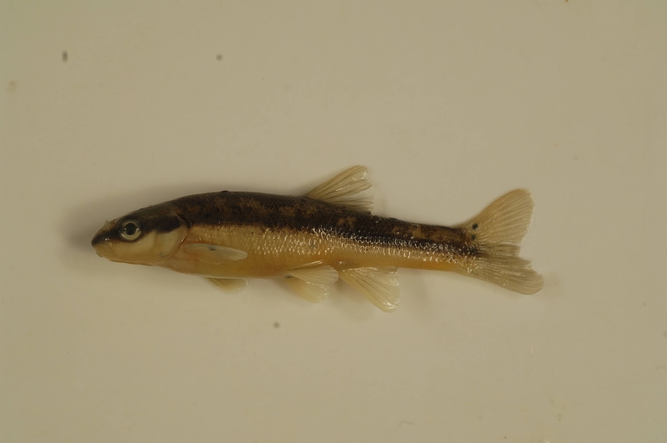 Rhinichthys atratulus