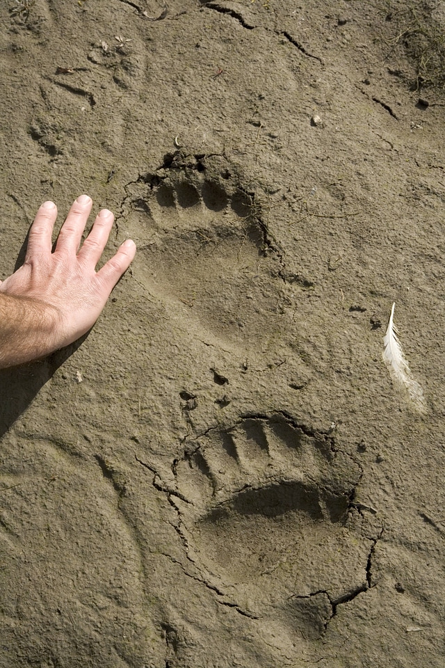 Comparing a bear paw to a human hand
