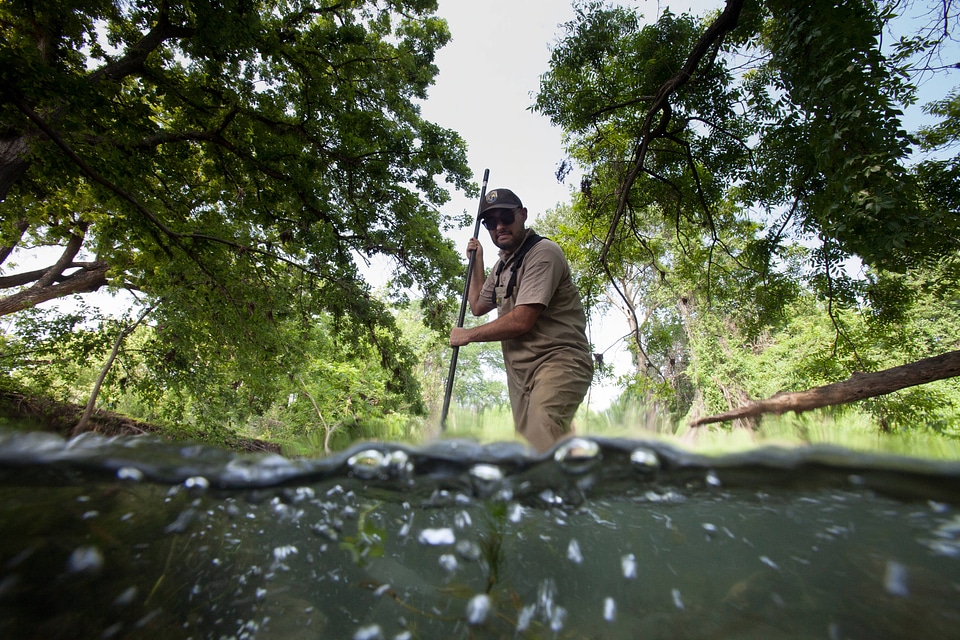 USFWS biologist nets fountain darters in the San Marcos River