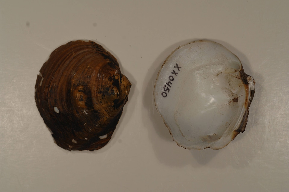 Obliquaria reflexa
