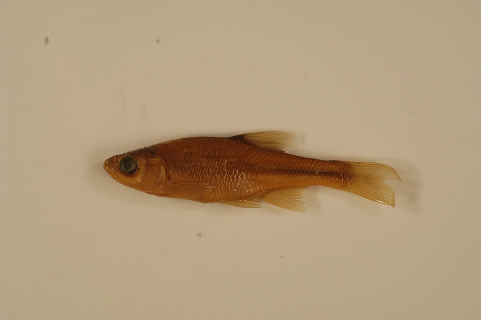 Lythrurus  umbratilis cyanocephalus