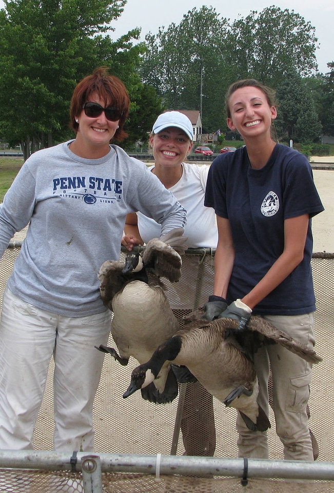 Forsythe interns Canada goose banding