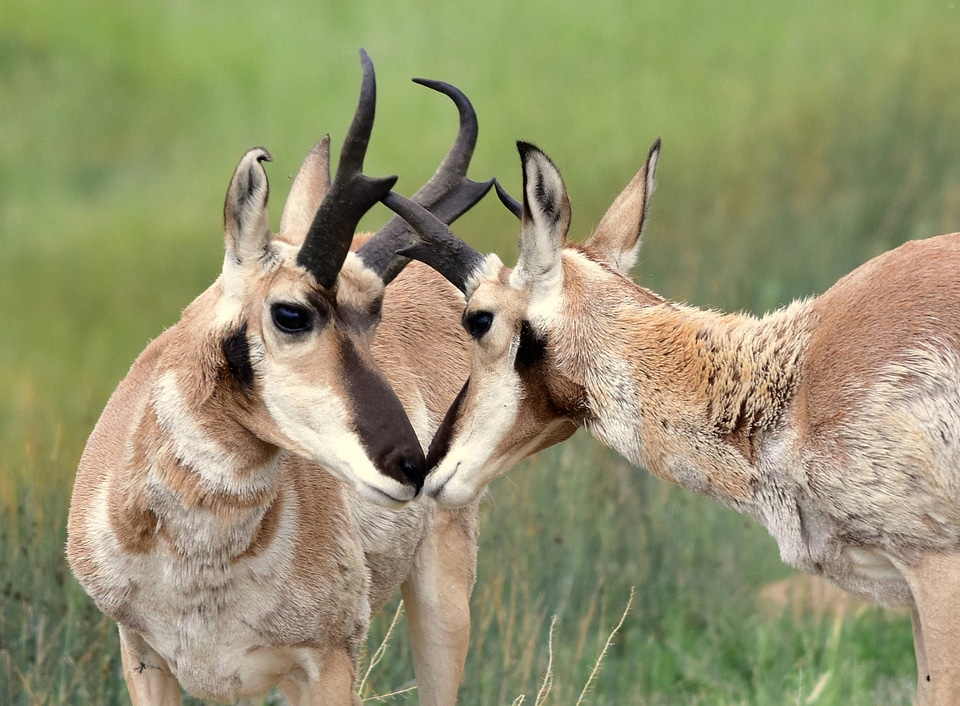 Pronghorns close-up