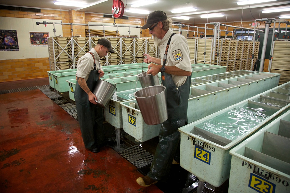 Salmon egg-taking and rearing station-2