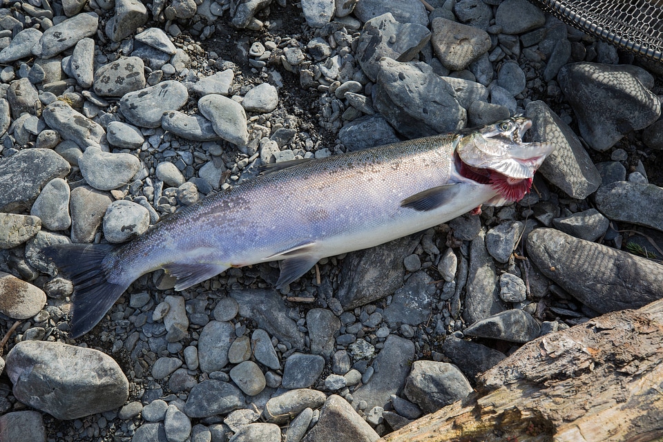 Fisherman catches silver salmon