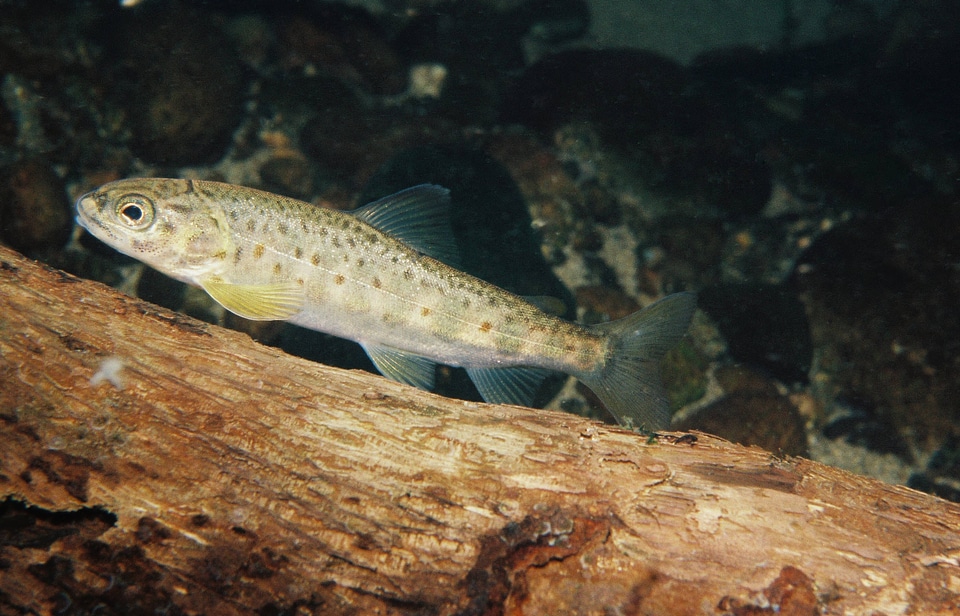 Juvenile atlantic salmon