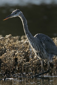 Great Blue Heron in wetland photo