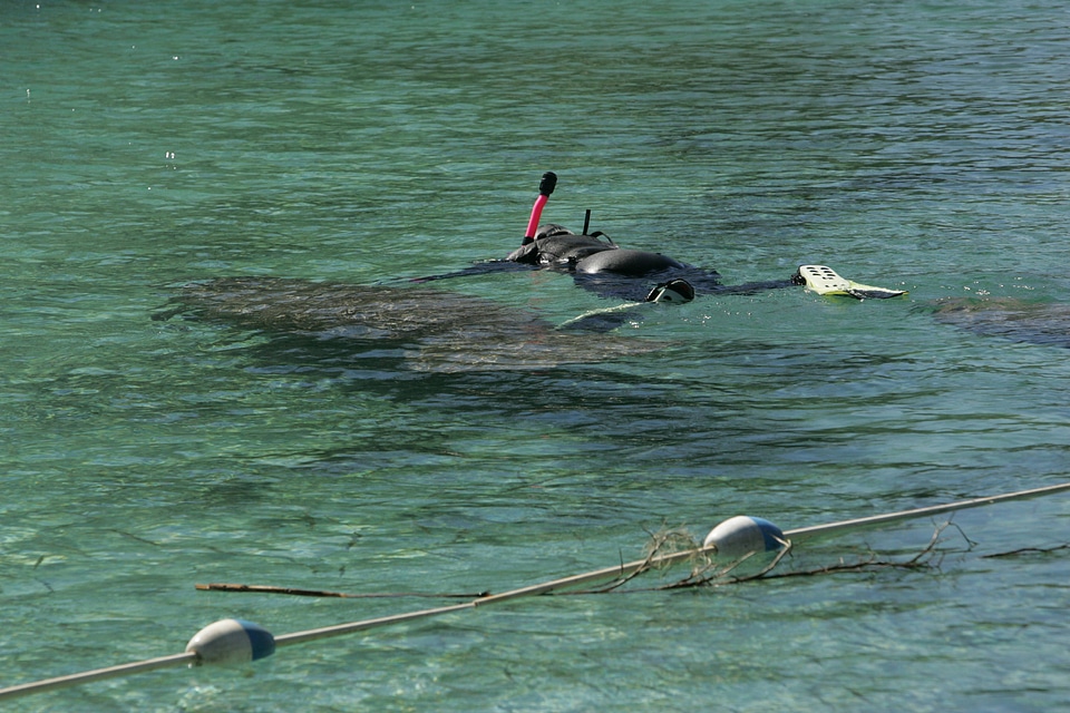 Snorkeler with Florida manatee