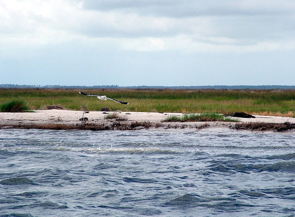 Great Black-backed Gulls