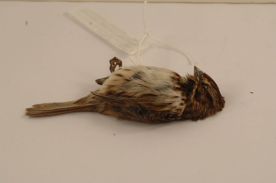 Melospiza melodia