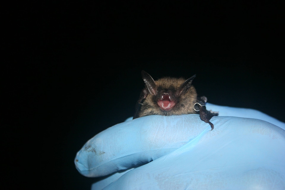 Northern long-eared Bat-1