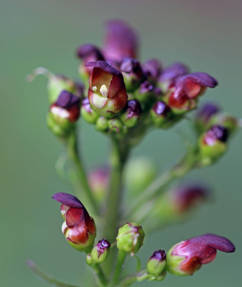 California figwort 
