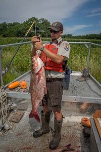 Fishery biologist weighs large Silver carp