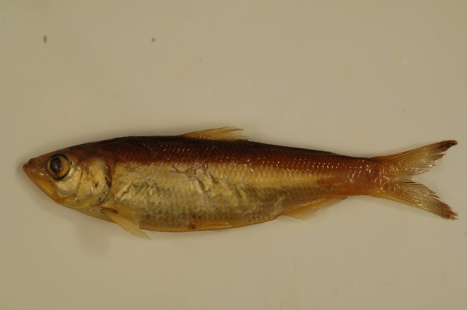 Alosa chrysochloris-1