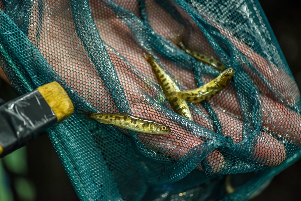Juvenile lake trout-1