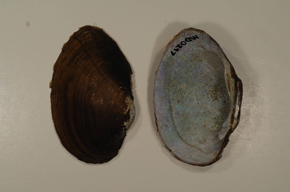 Lampsilis sp.-1
