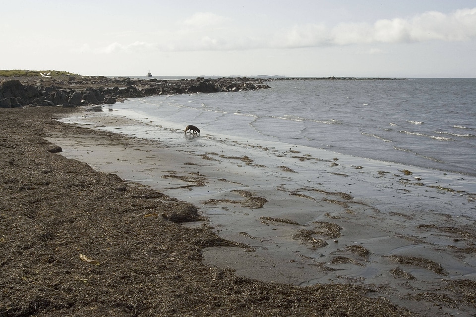Sanak South fox camp , beach