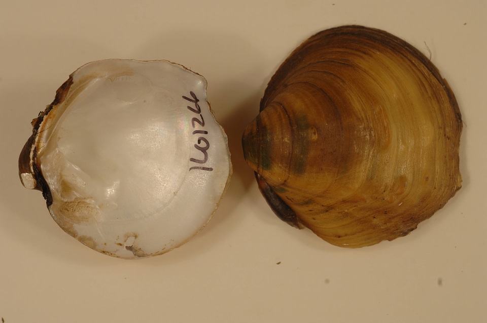 Amphinaias pustulosa-1