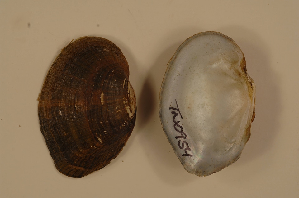 Epioblasma ahlstedti