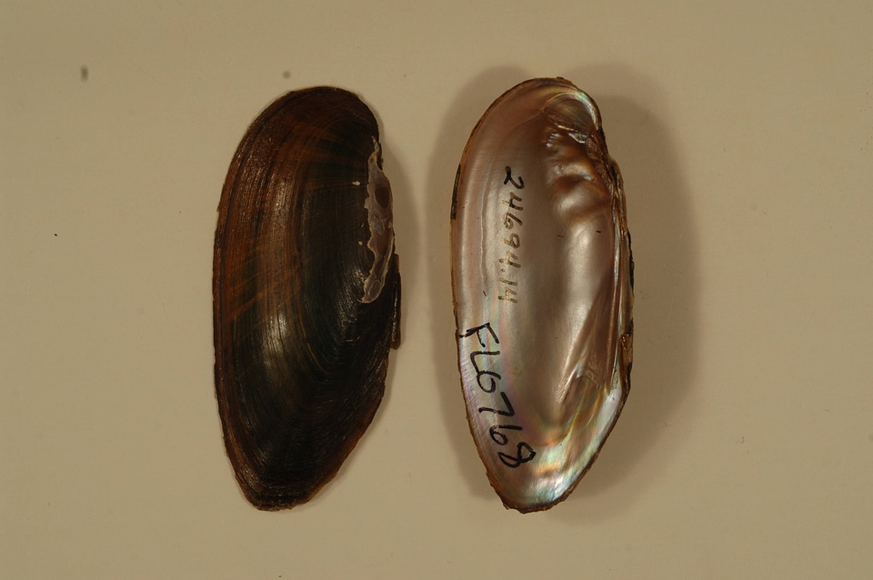 Elliptio ahenea