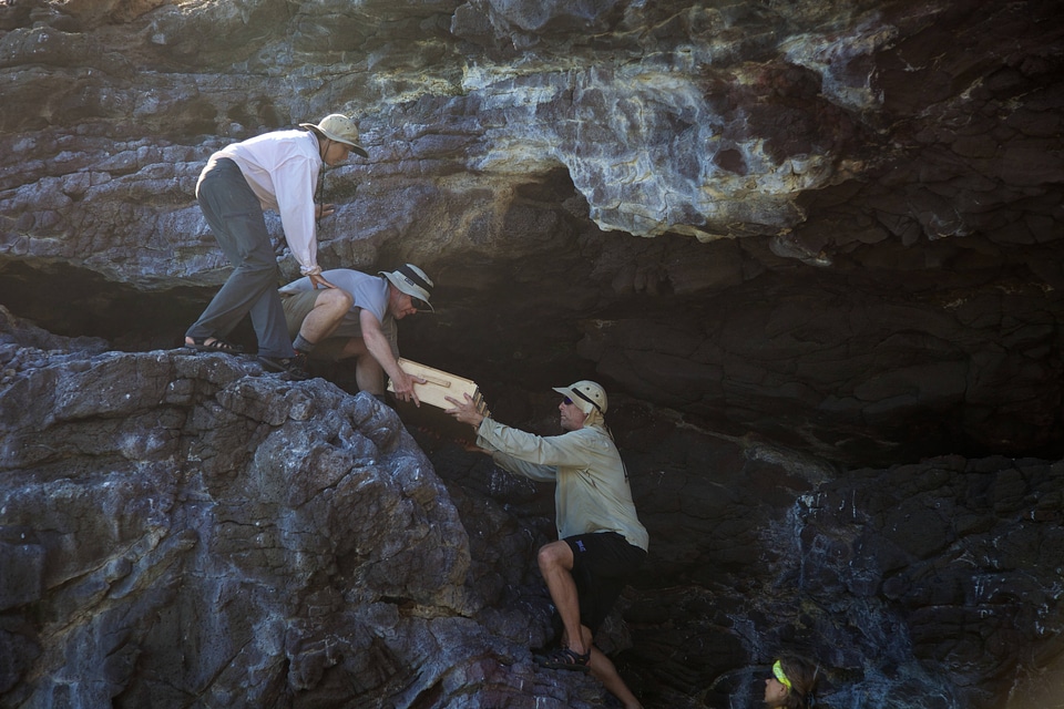 Nihoa Millerbird Translocation-1