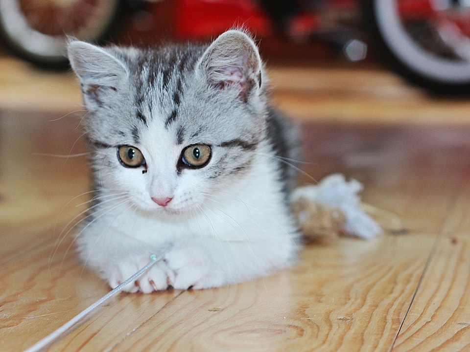 Playful young cat pet