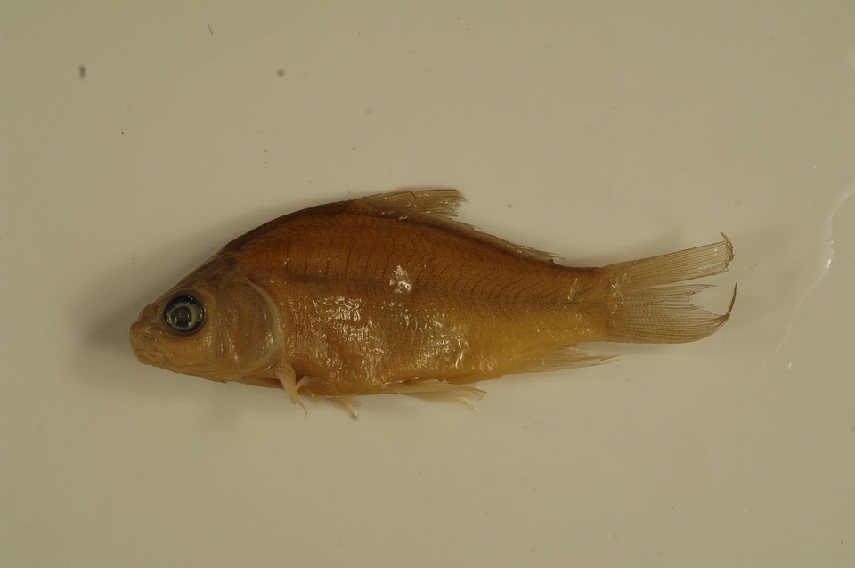 Ictiobus bubalus-1