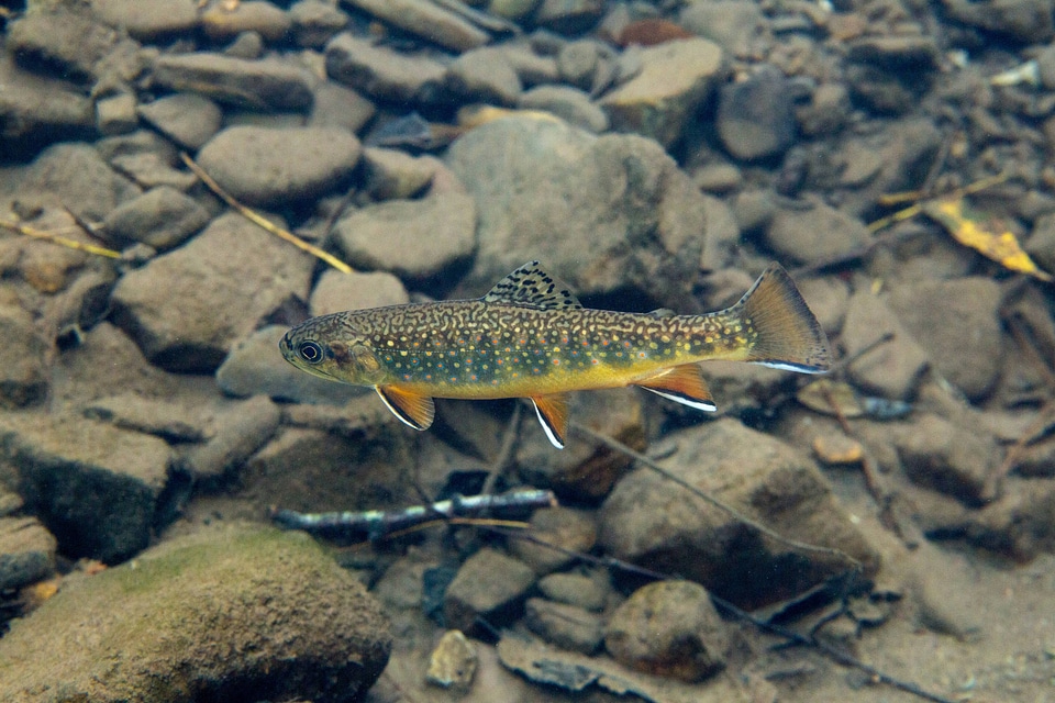 Brook trout in Seneca Creek