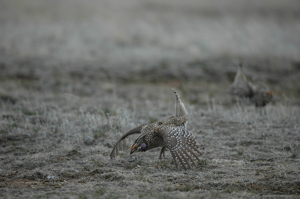 Male Sharp-tailed Grouse display-1