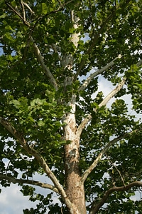 Peeling bark on a Sycamore