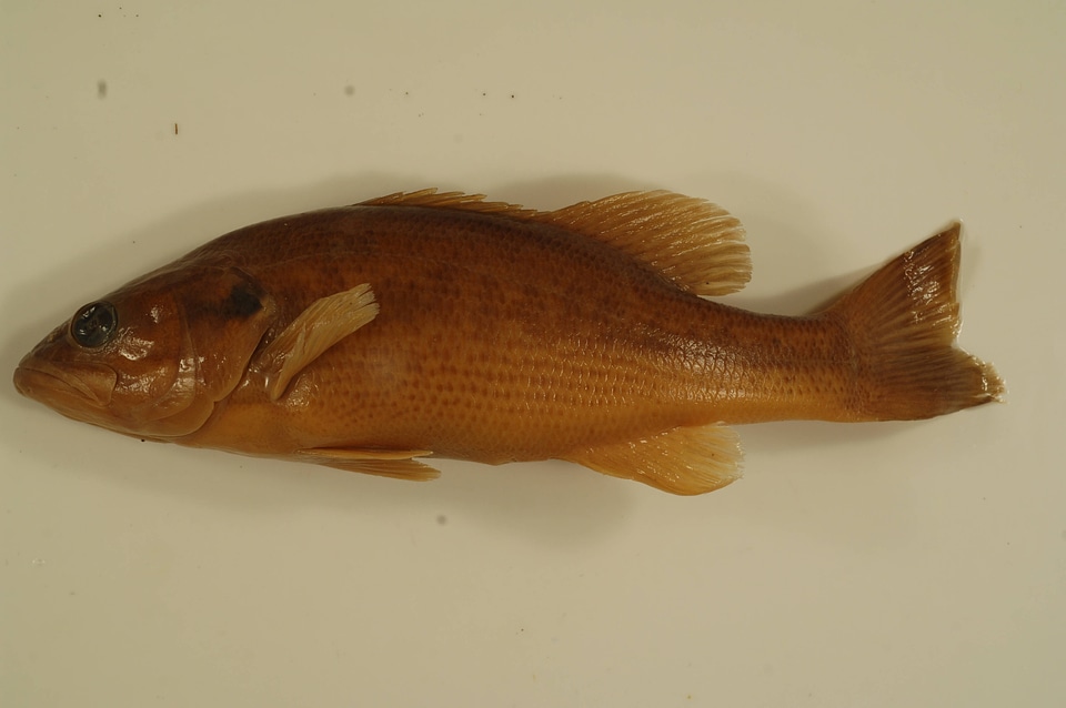 Micropterus punctulatus-2