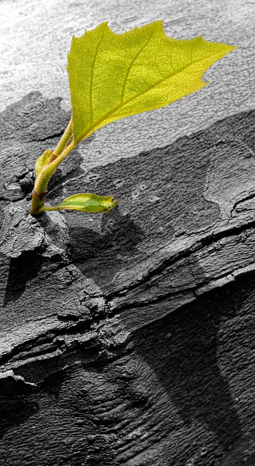 Leaf scion ebv
