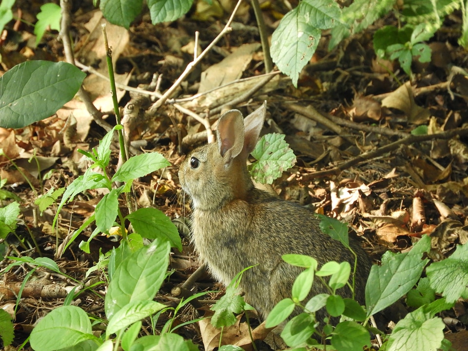 Eastern cottontail