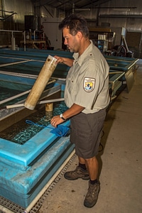 FWS staff employee cleans fish raceways